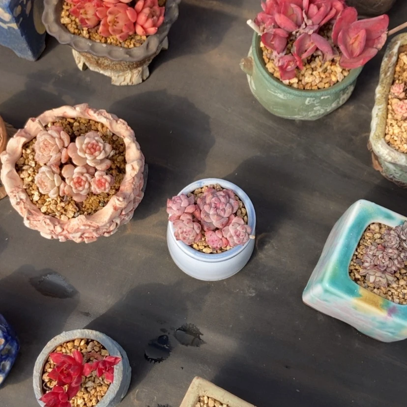 【闪购商品】如梦令