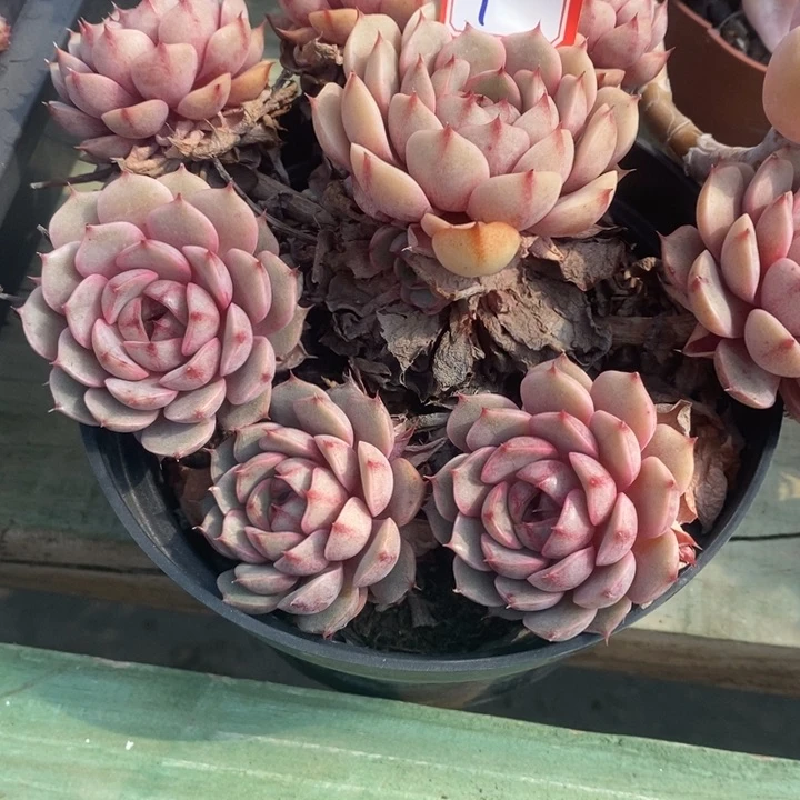 ?*梦一物一拍本吧多肉1号