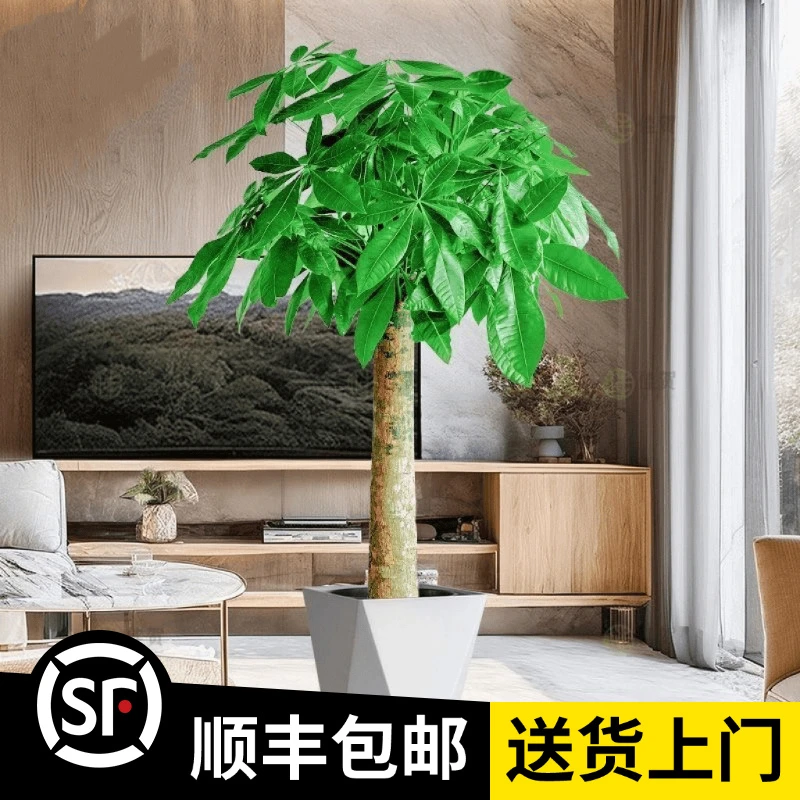 1.2-1.3米【发财树】粗杆(顺丰包邮)客厅绿植办公室内开业