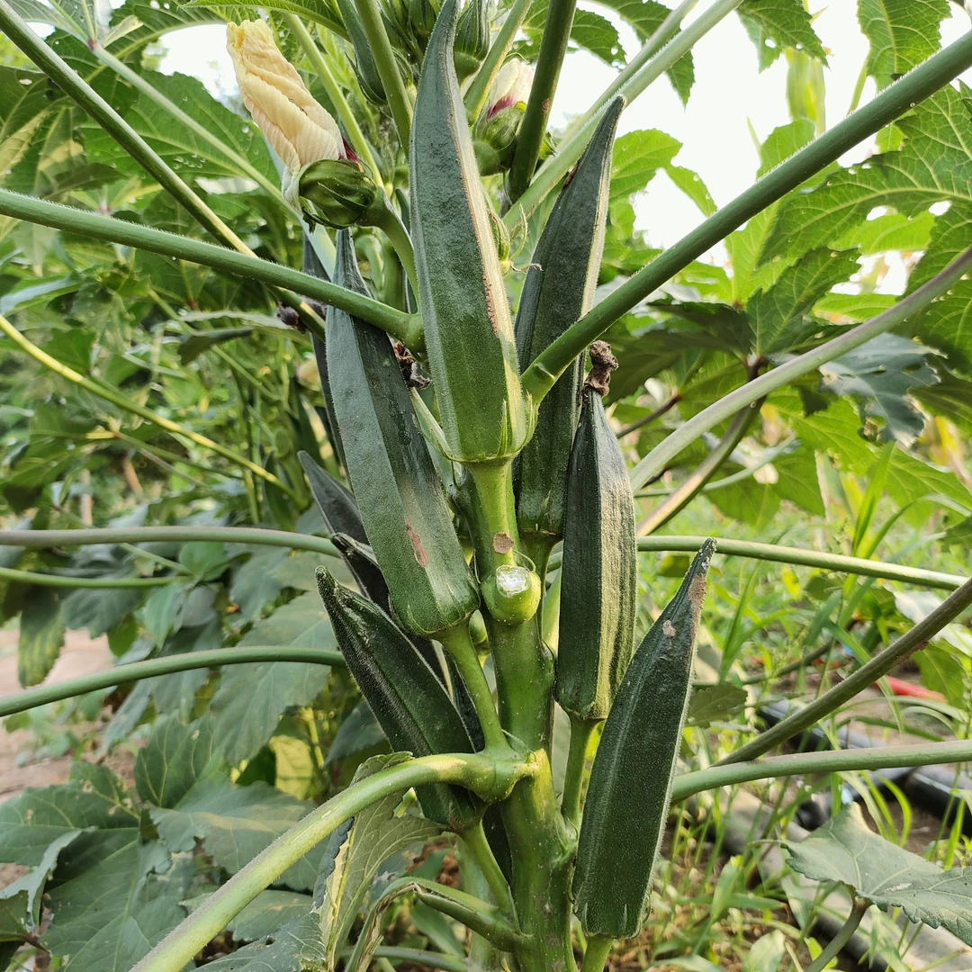 【秋葵苗】蔬菜秧苗红秋葵绿秋葵苗育苗成活快速黄瓜多肉月季浇水