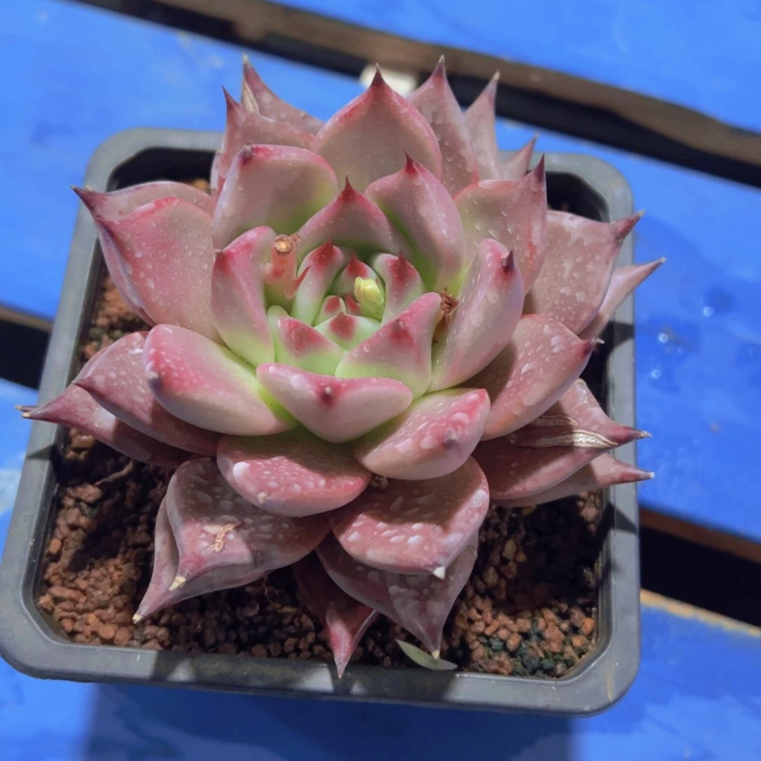 玉*红皇后，多肉植物，