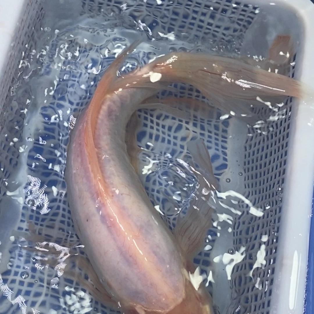 海水鱼冷水锦鲤包邮