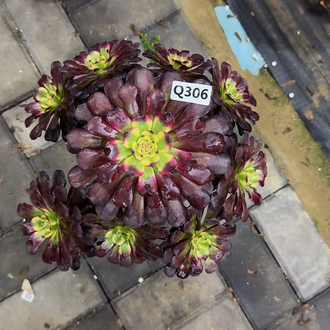 306美肌33冠服30左右