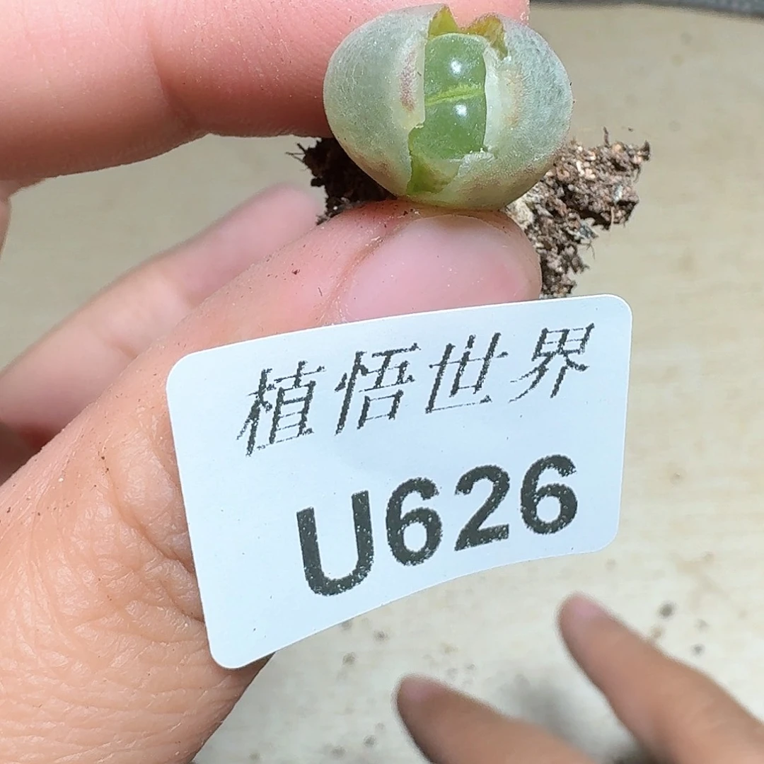 626盒多肉植物哇f f g