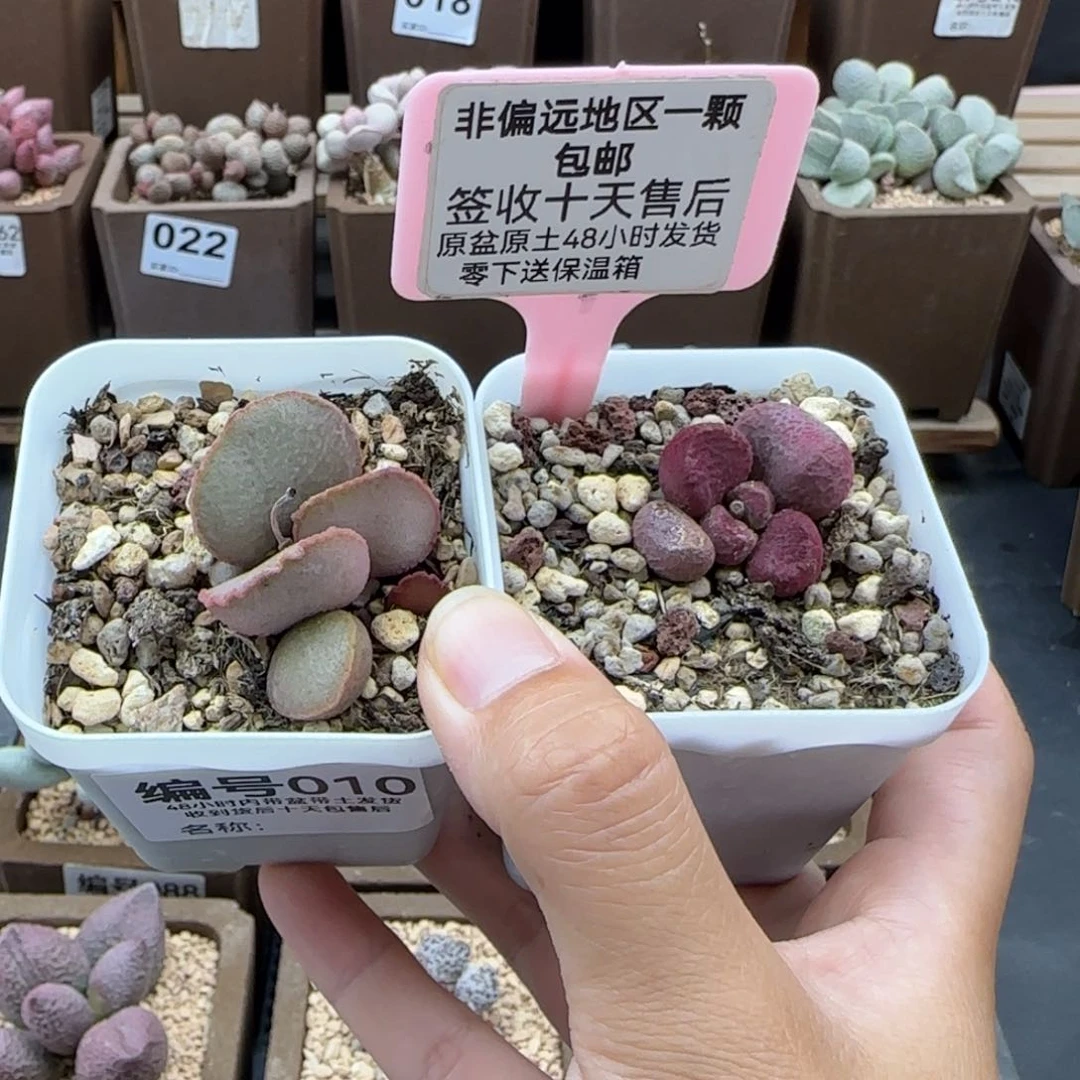 010妖姬夏娃多肉