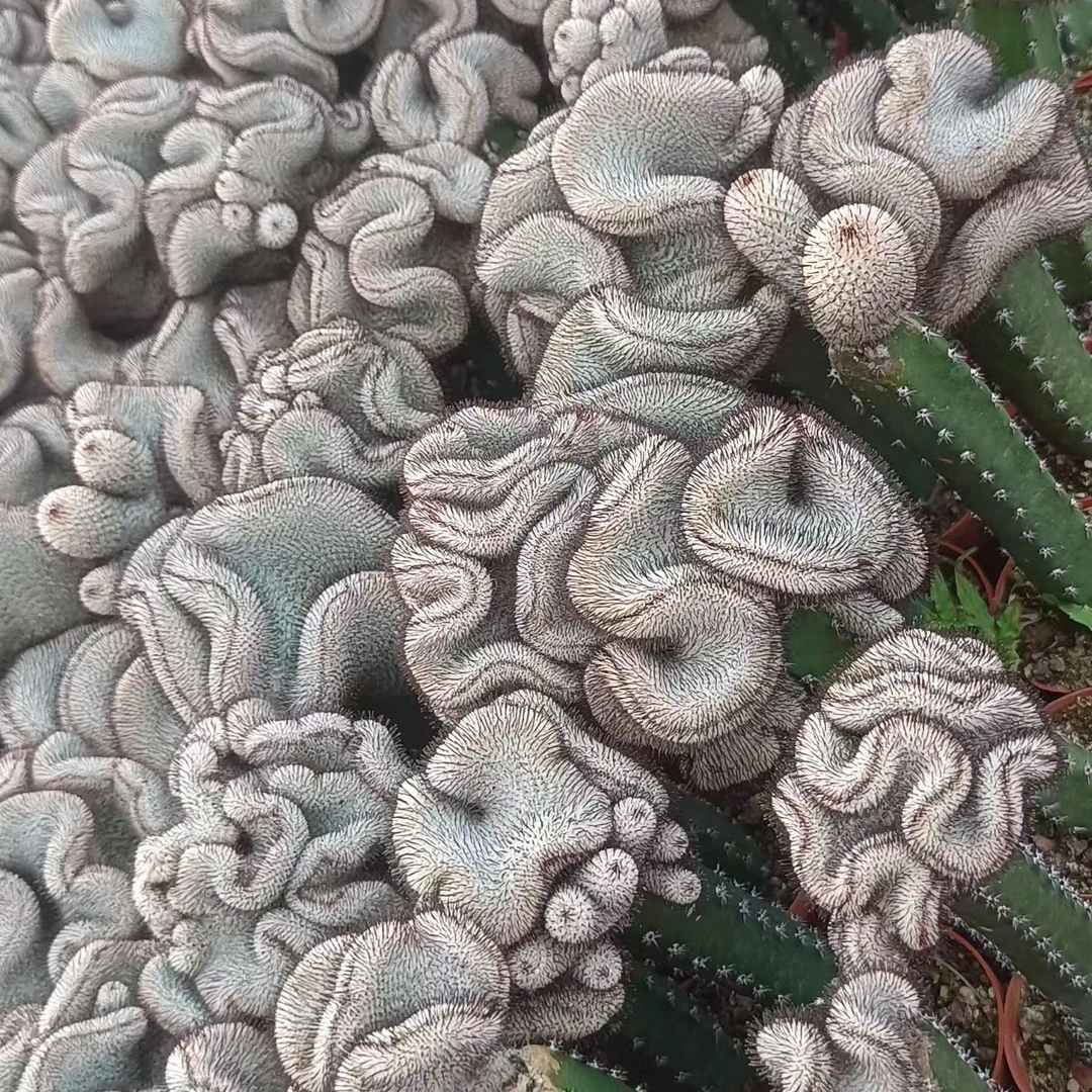 直刺佩雷缀化侧芽嫁接袖蒲柱仙人球