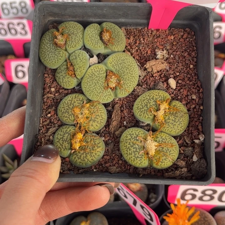 小***哥690号88888888888