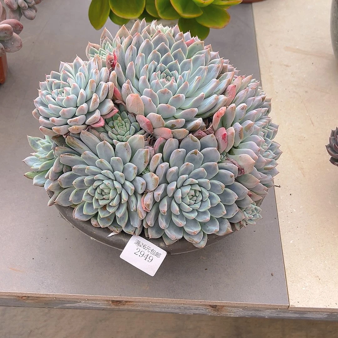 静***光2949阿尔巴多肉植物多肉