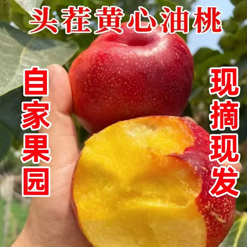 湖北枣阳露天黄心油桃麻点黄肉现摘现发脆甜多汁孕妇当季水果整箱