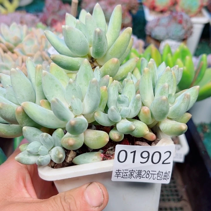 幸运的是我还没遇到你