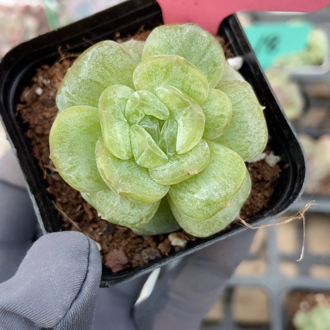 561白恋石化多肉植物