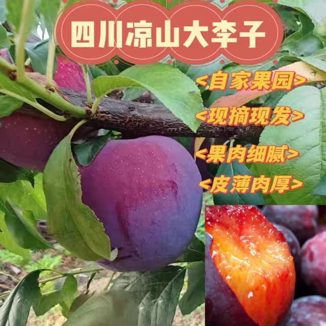 (胖子推荐)【顺丰包邮】四川大凉山红宝石李子新鲜孕妇水果