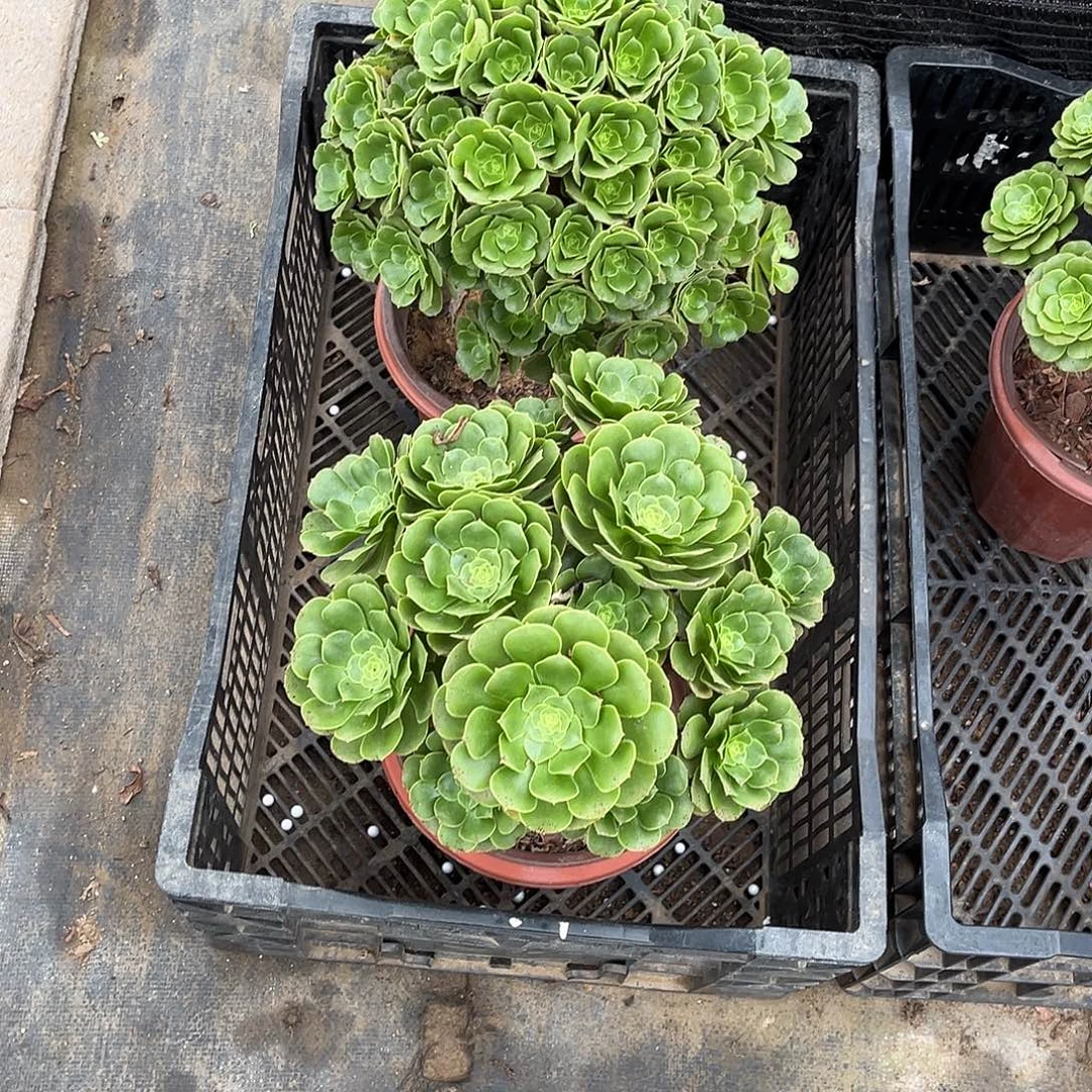 绿玫瑰朵朵漂亮漂亮