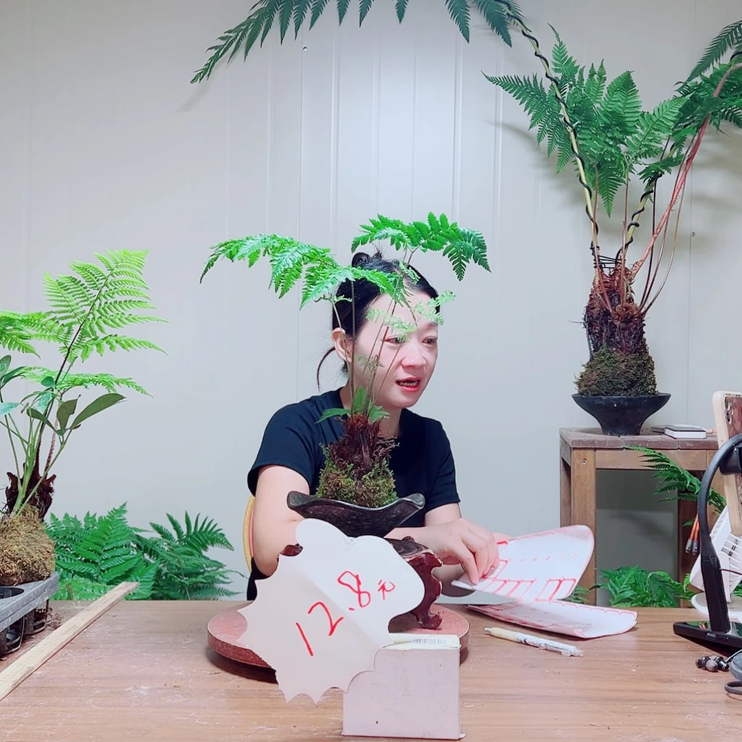 无花朵臭**嘛金丝虹鳞蕨