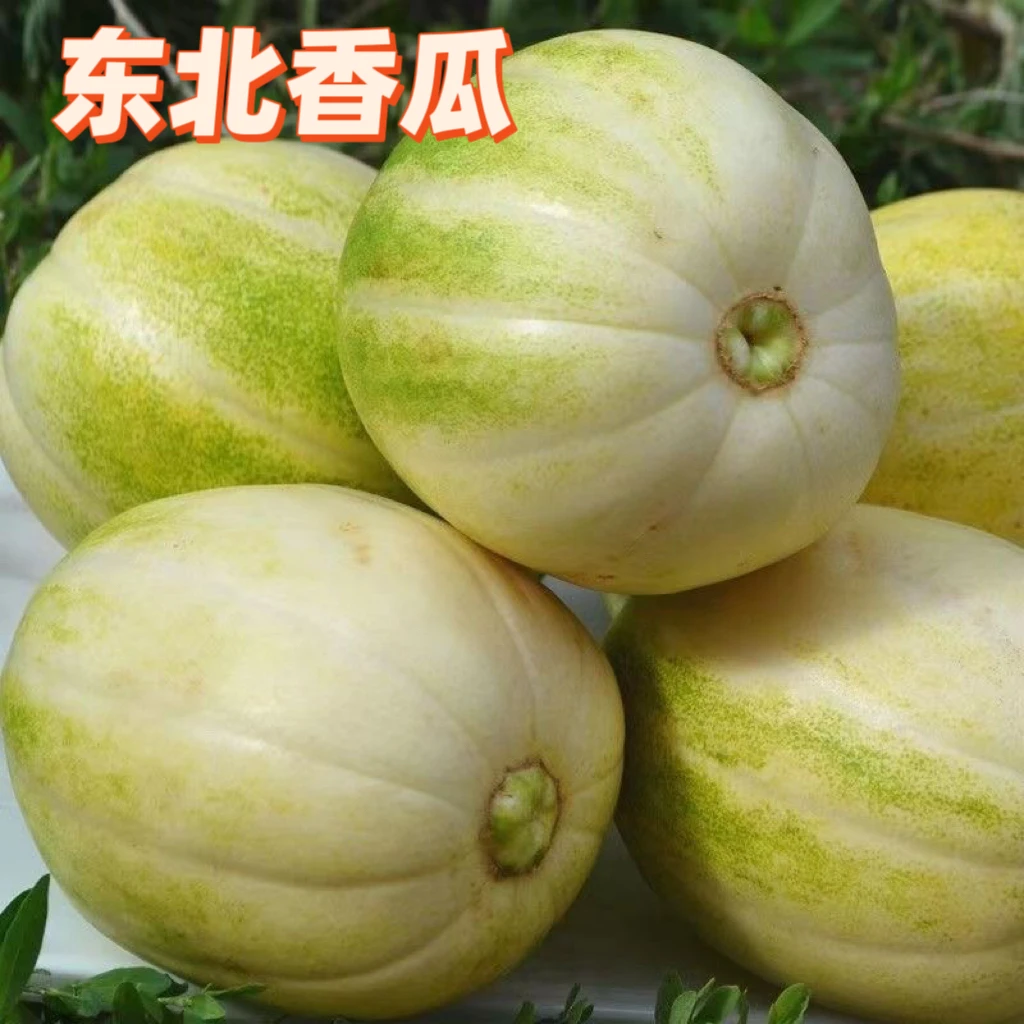 【顺丰】东北香瓜甜瓜新鲜水果现摘现发当季头茬