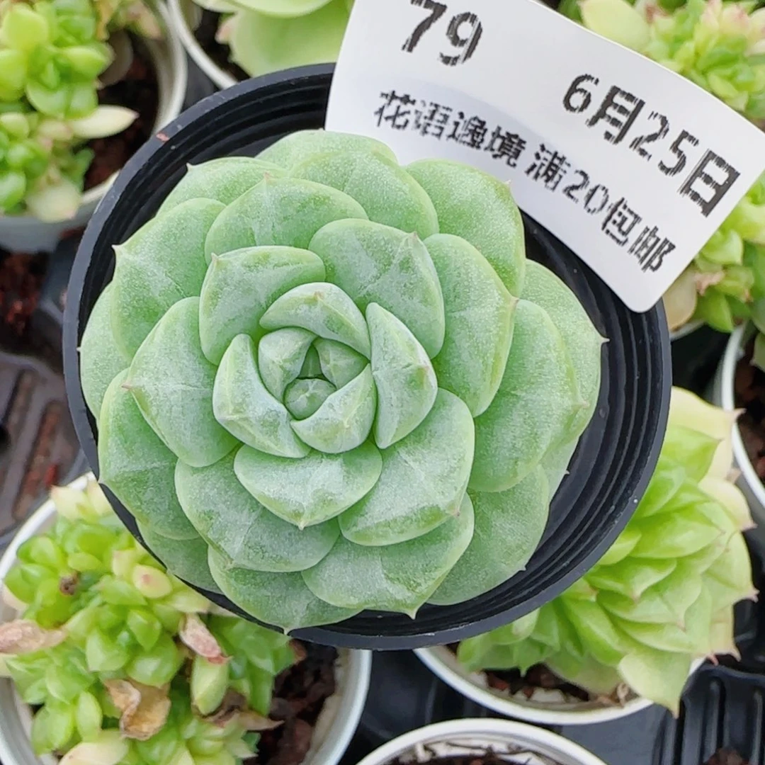 *****花语逸镜0625-79散