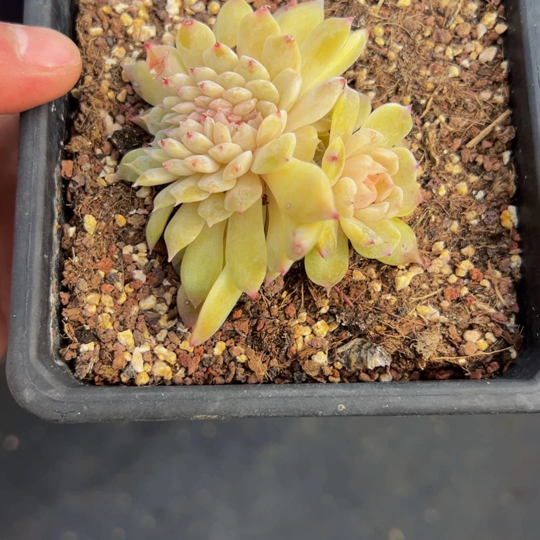 新年快乐 新年快乐