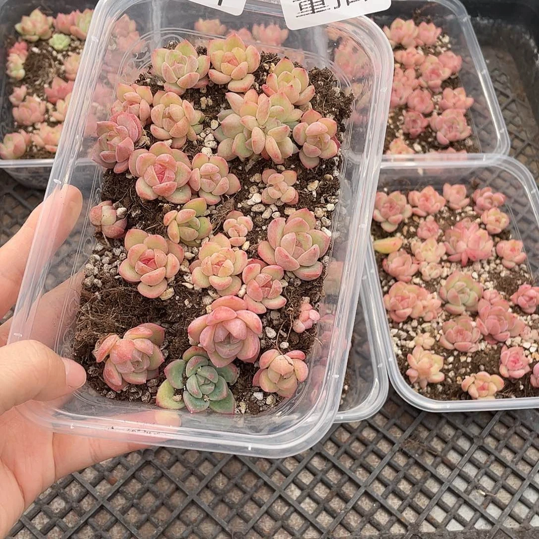 云糖心多肉植物151