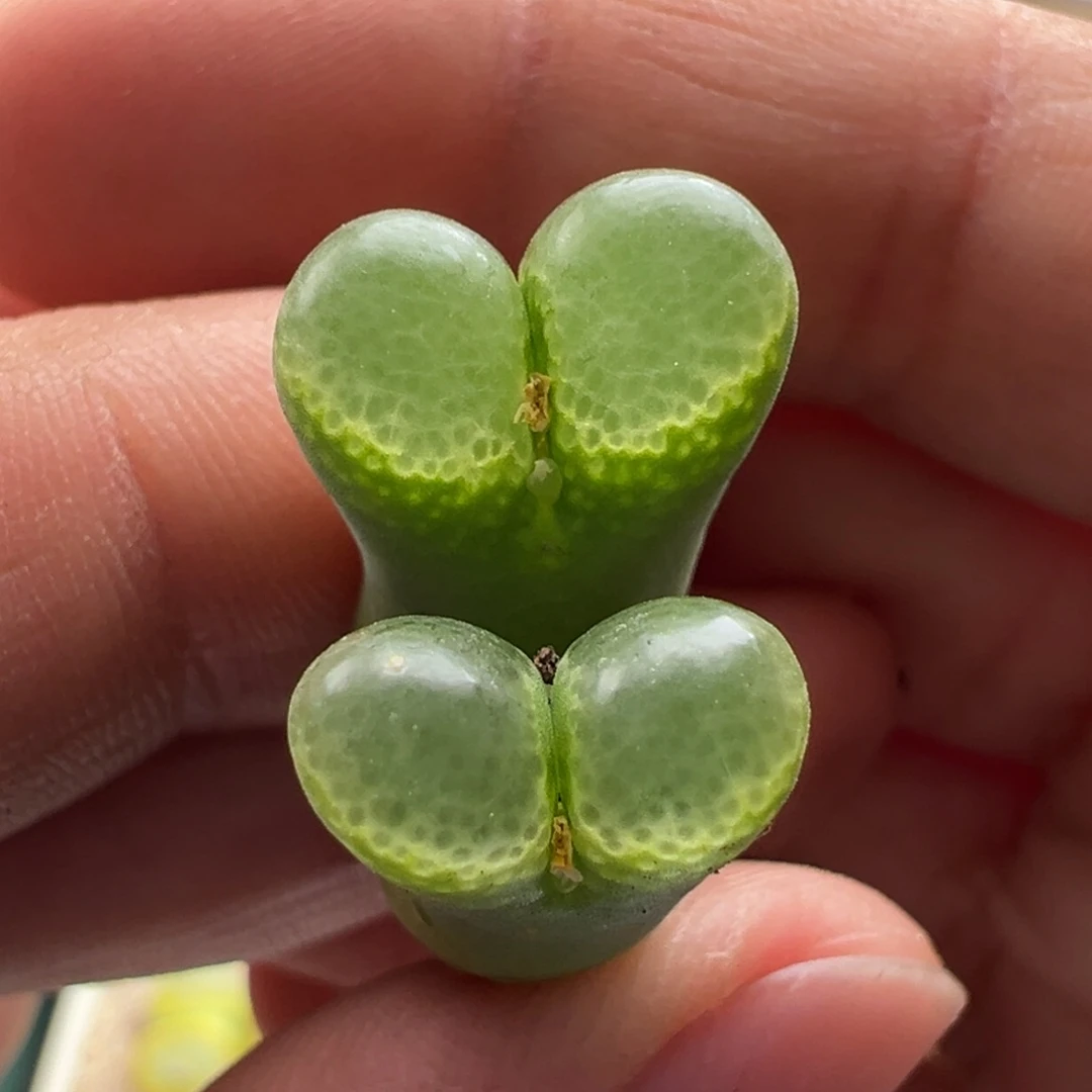 404。青蛙优选PV767绿泡泡