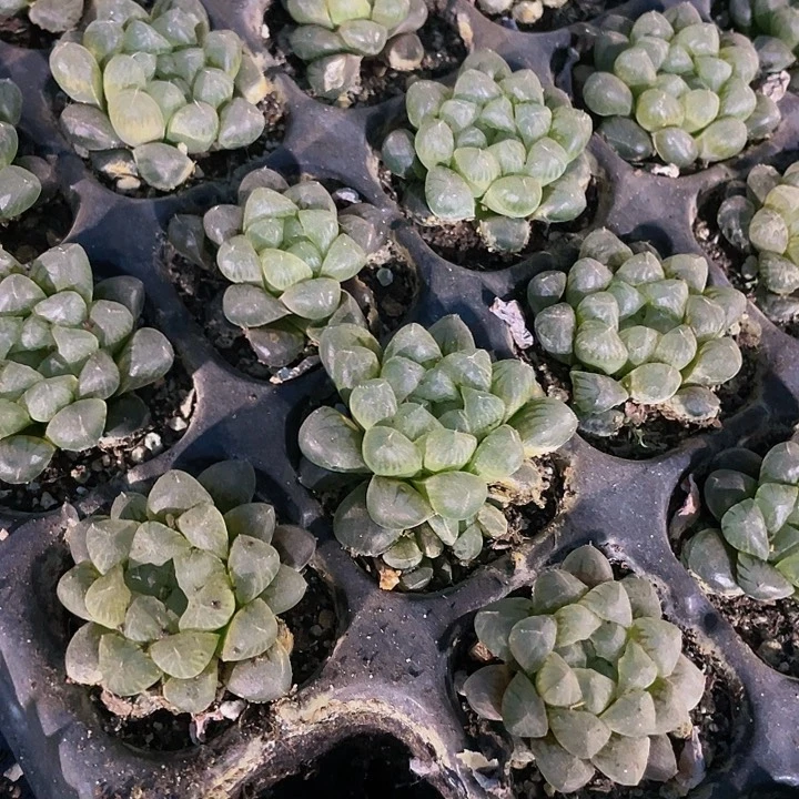 小姬玉露1.5带土发