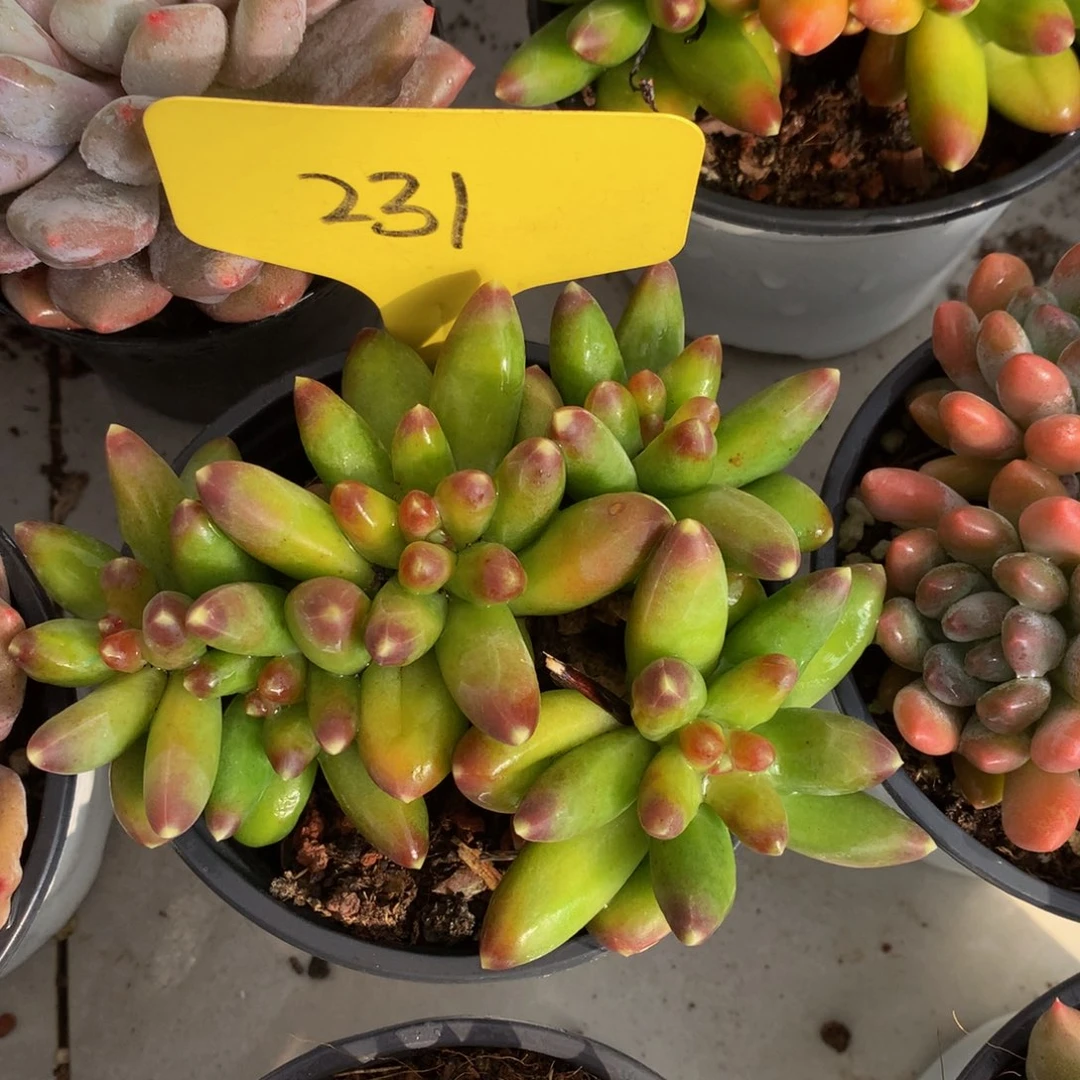 千代田72727272722分钟27