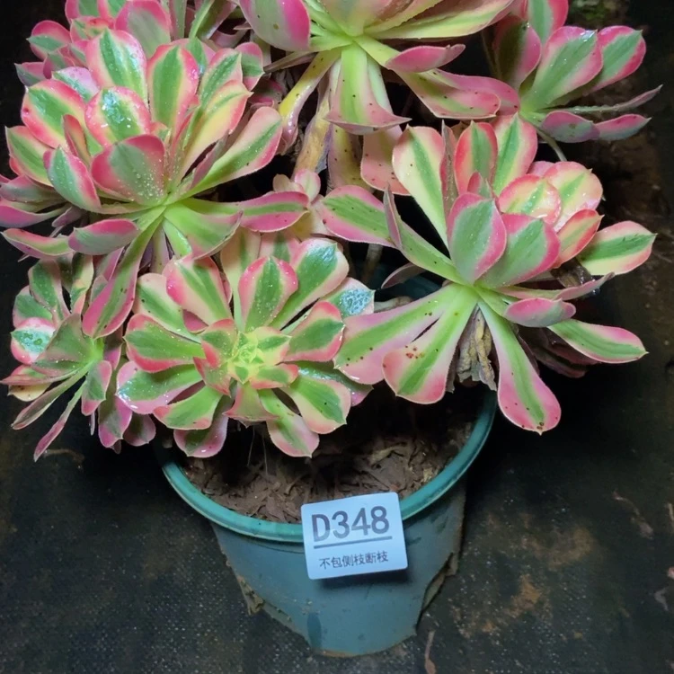 【闪购商品】米*348多肉发货