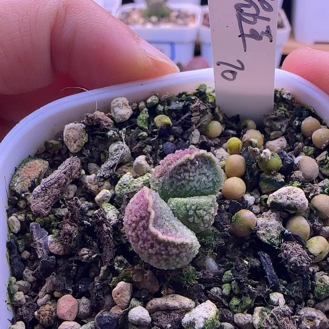 专拍，一物一拍111