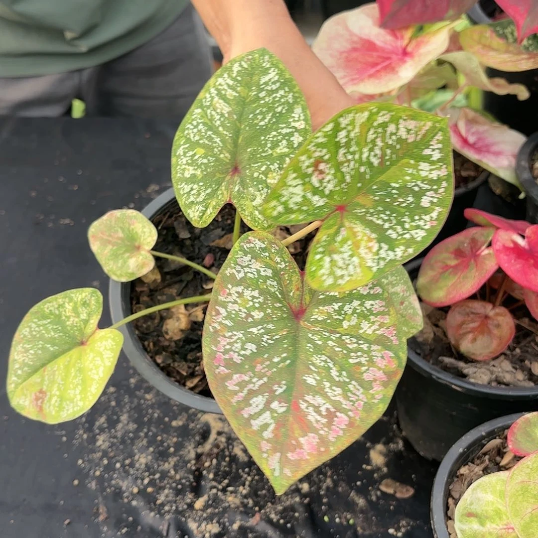 泰国彩叶芋48-0118