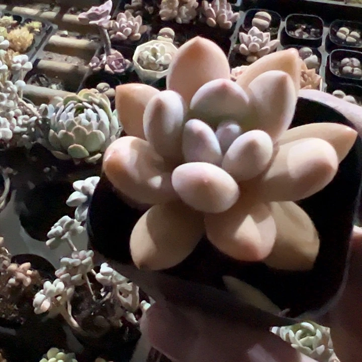 兔*白332多肉植物组合都不容易