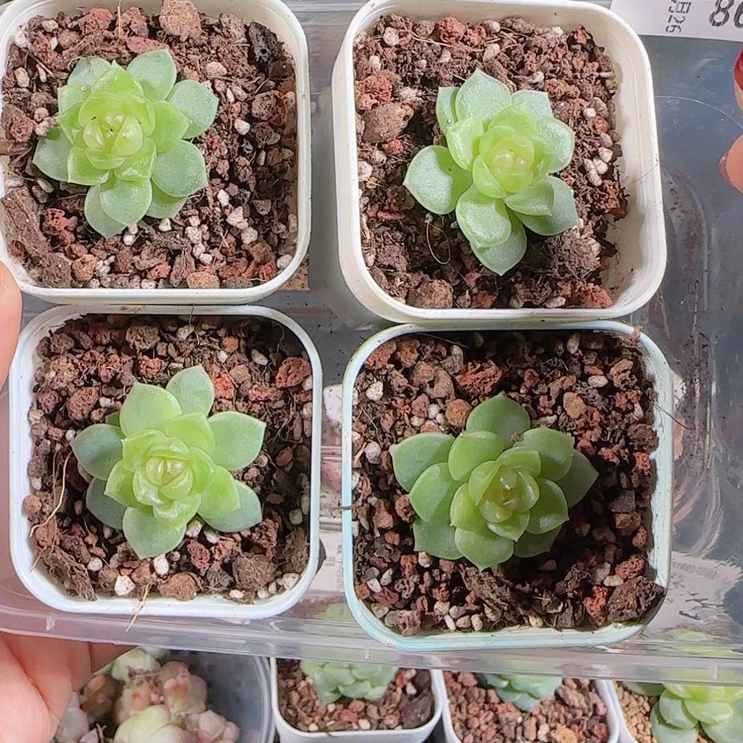 1026-86碧琉璃任意发一物