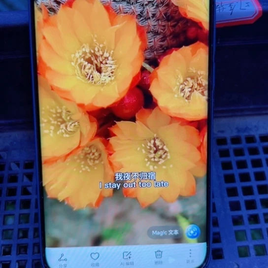 下26黄花勾宝2个歪无根侧芽3公分左右20包邮