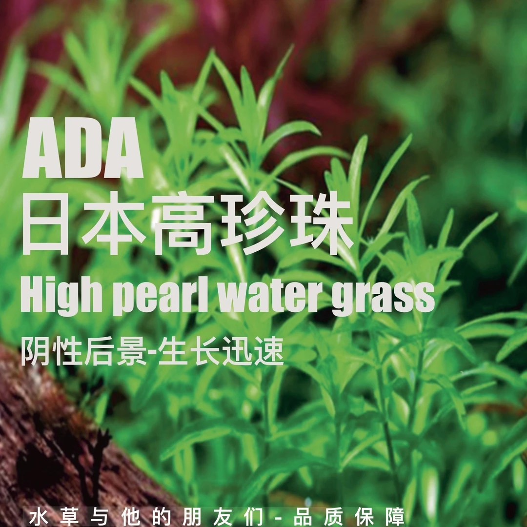 ADA日本高珍珠（100%水下叶）大坨多植株百颗以上阴性水草好养