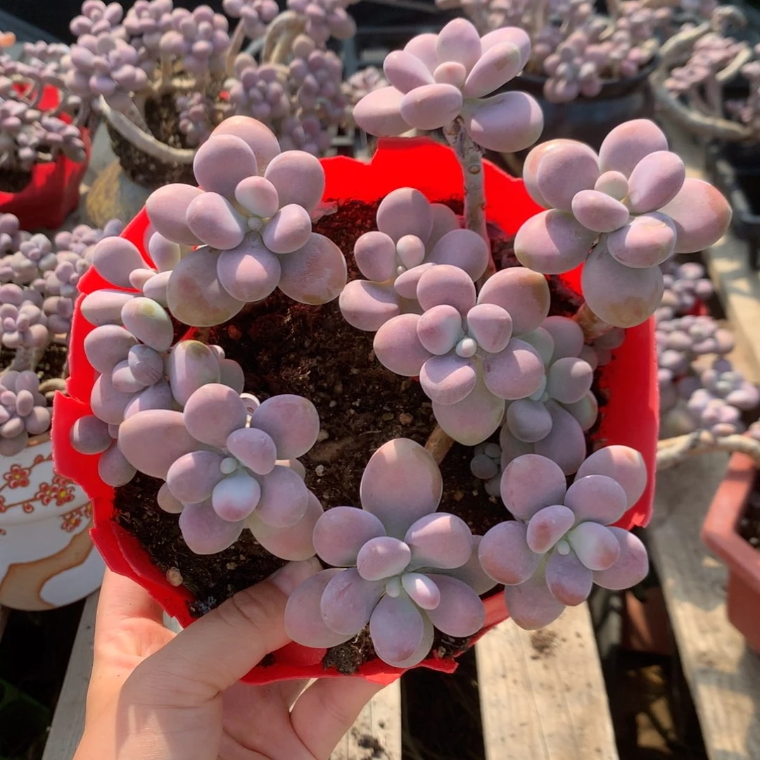 桃蛋老桩不带盆13号