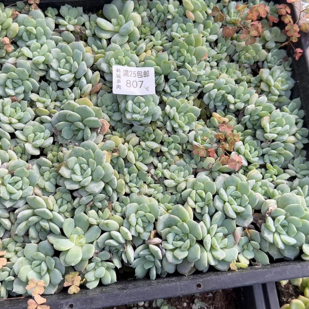 807 朦胧一盘满20包邮