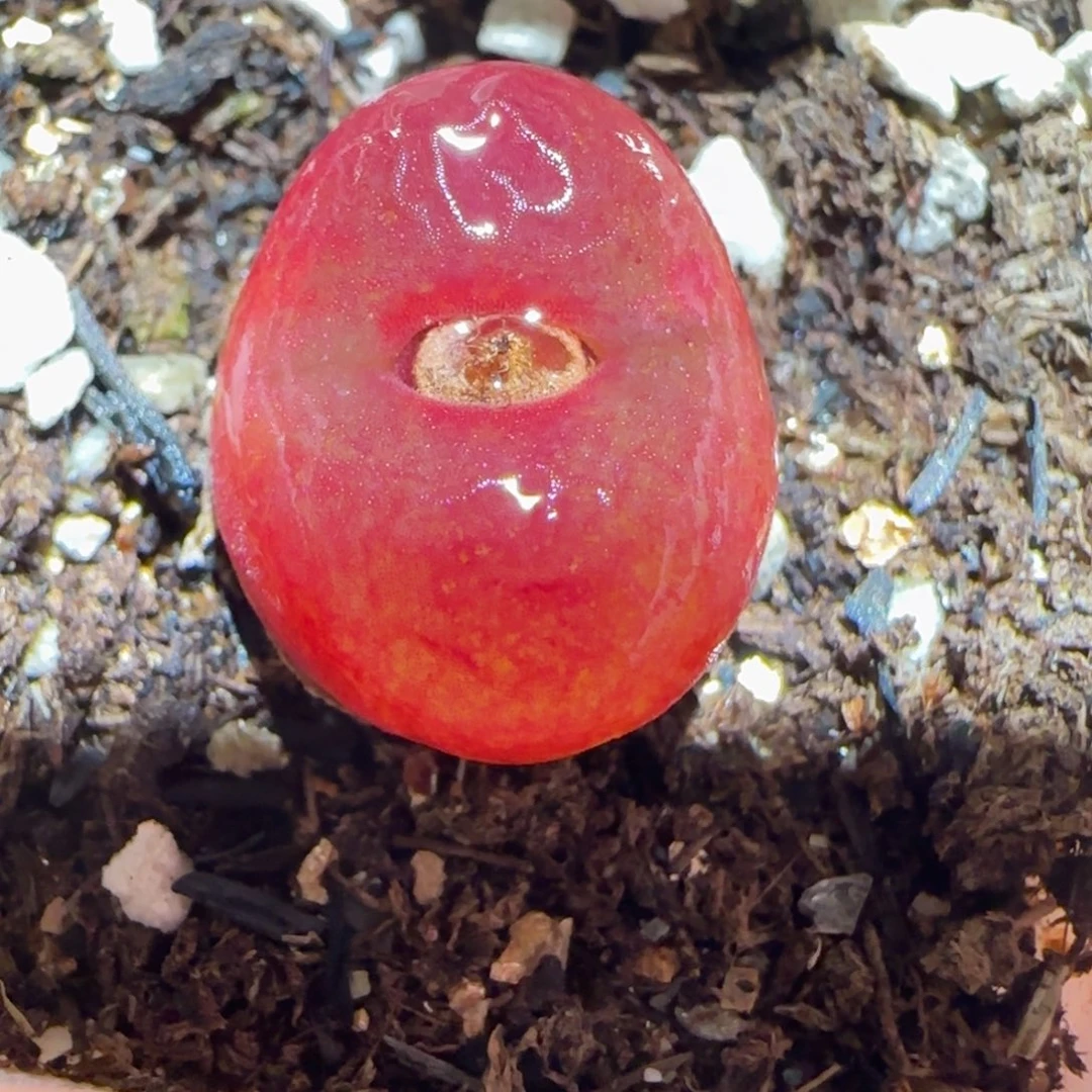 肉锥多肉植物百科-1430.5、1366