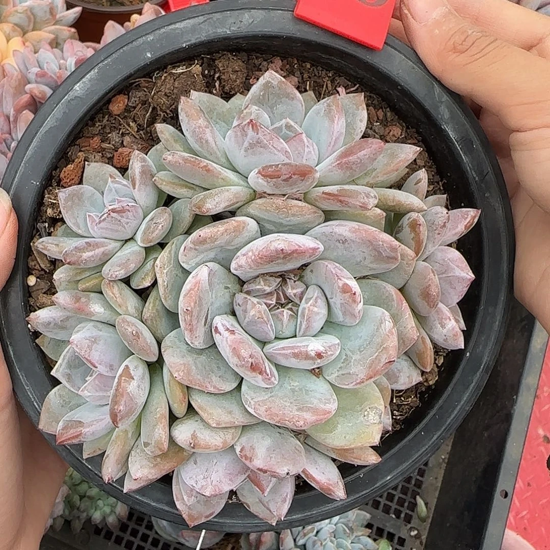 星影手捧无砍7头一物一拍35