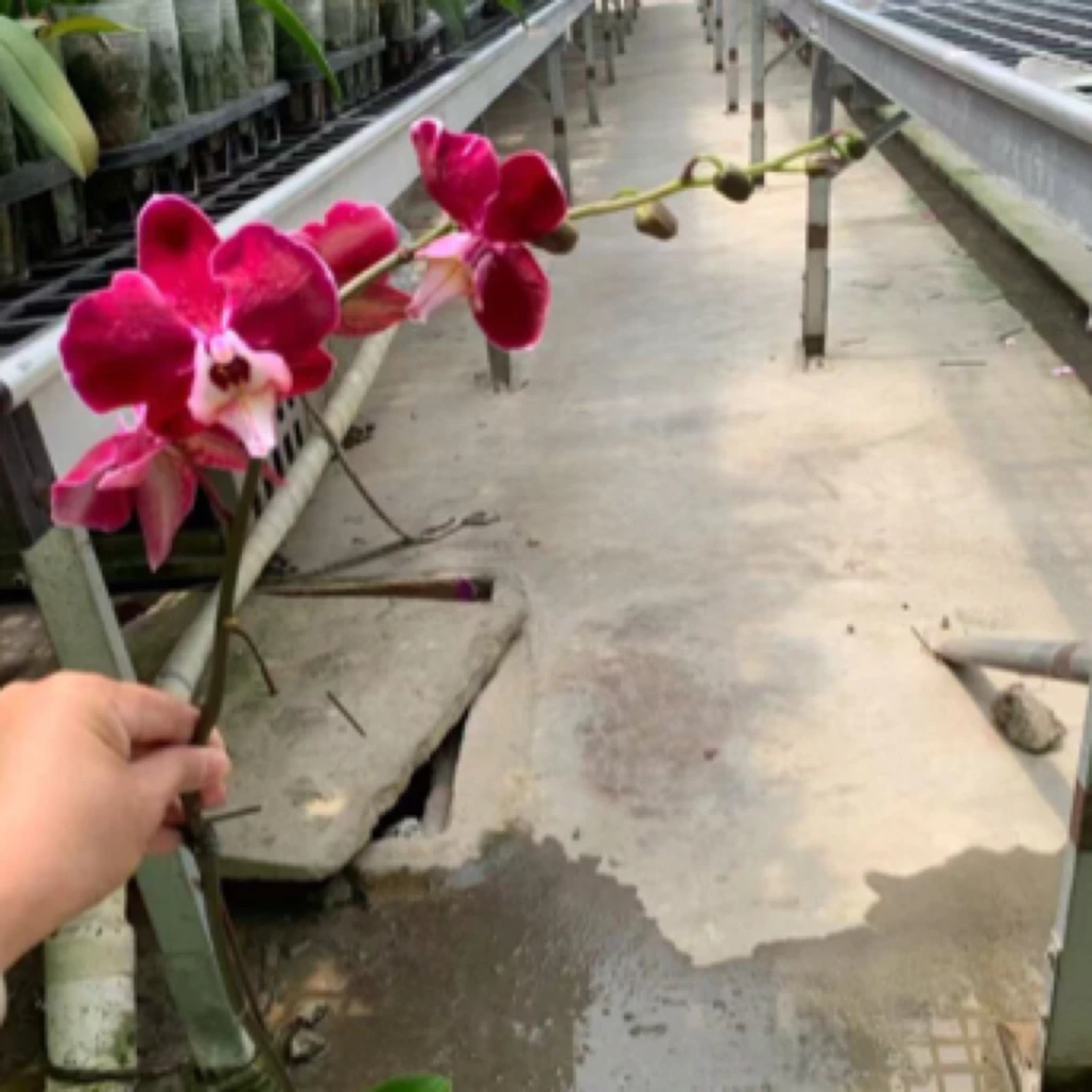 福喜 【黑曼巴】精品蝴蝶兰单双混发基地直发