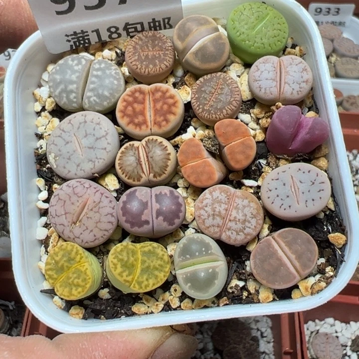 【闪购商品】 937。
