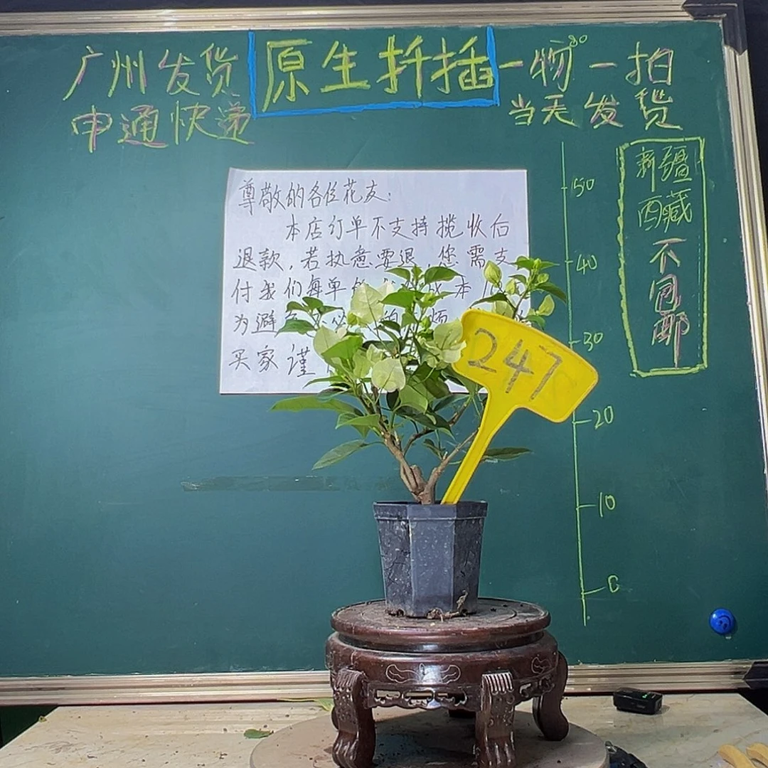 当前无花栽培后可以开花绿樱 大宝247