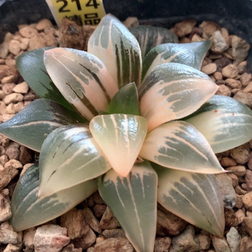 【闪购商品】214红文