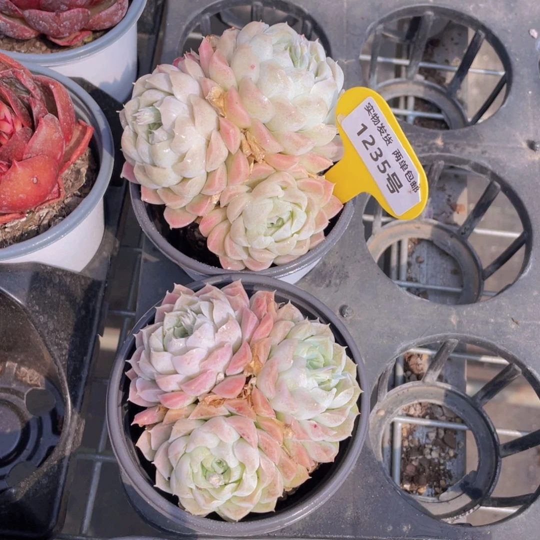 1235号 白月影大群生一个m