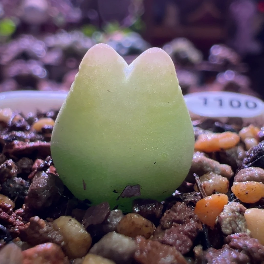 1100，葫芦登，肉锥植物