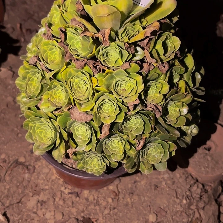 332夜光杯多肉植物