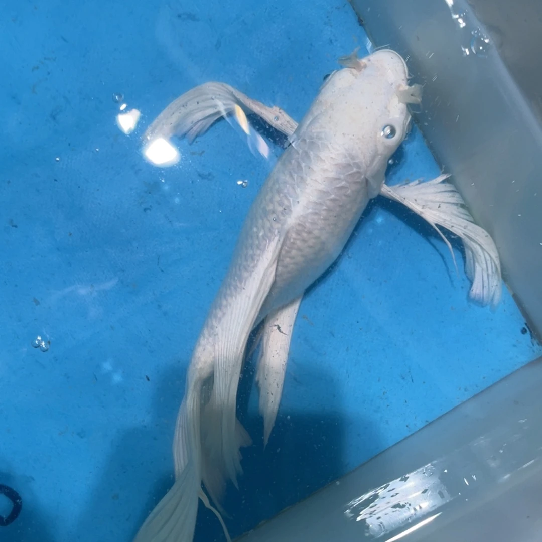 锦鲤蝴蝶锦鲤包邮包邮