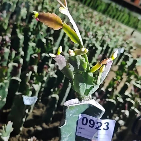 2229嫁接零度之上包邮923