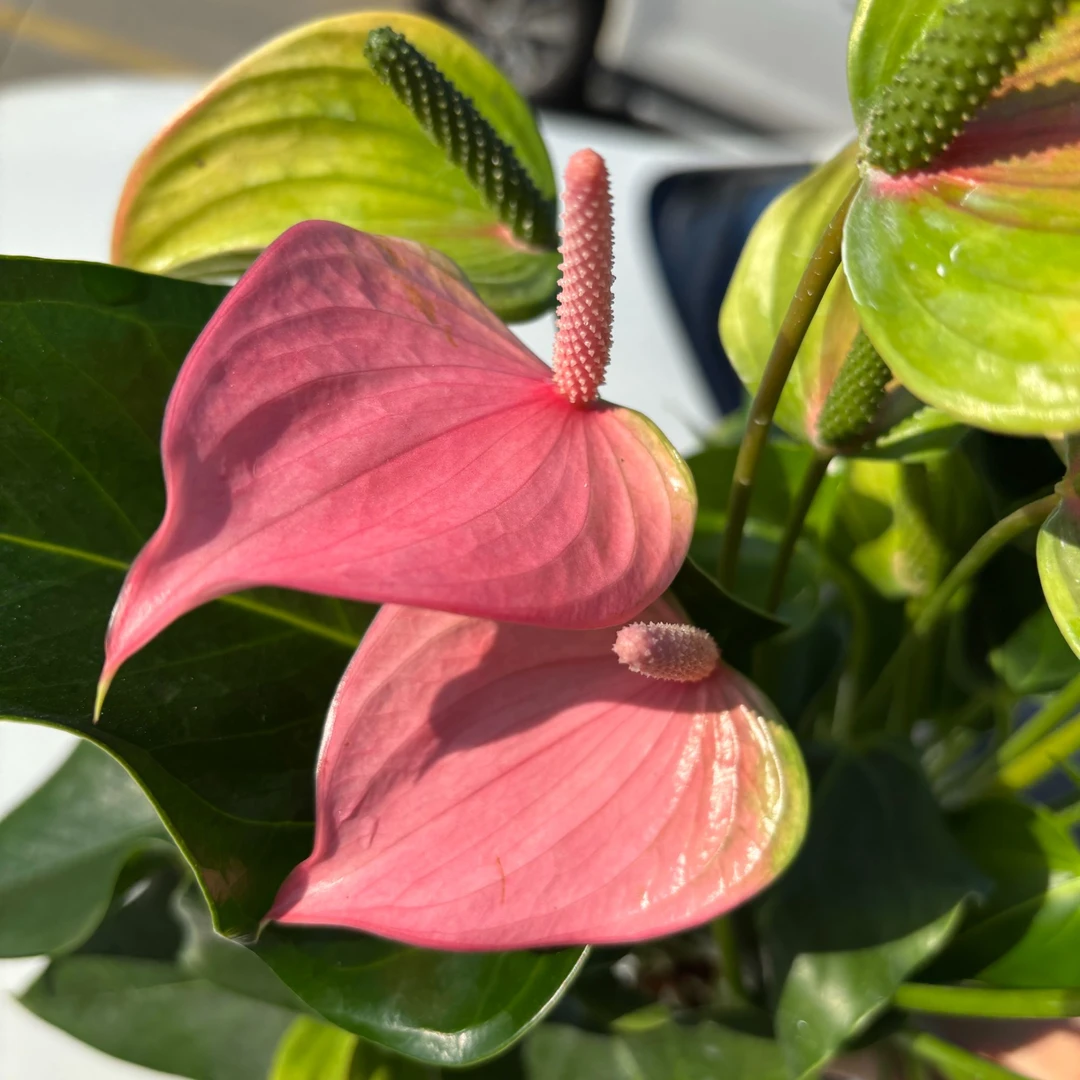 【彩掌】粉掌 朱莉 A+安祖进口苗 室内懒人绿植