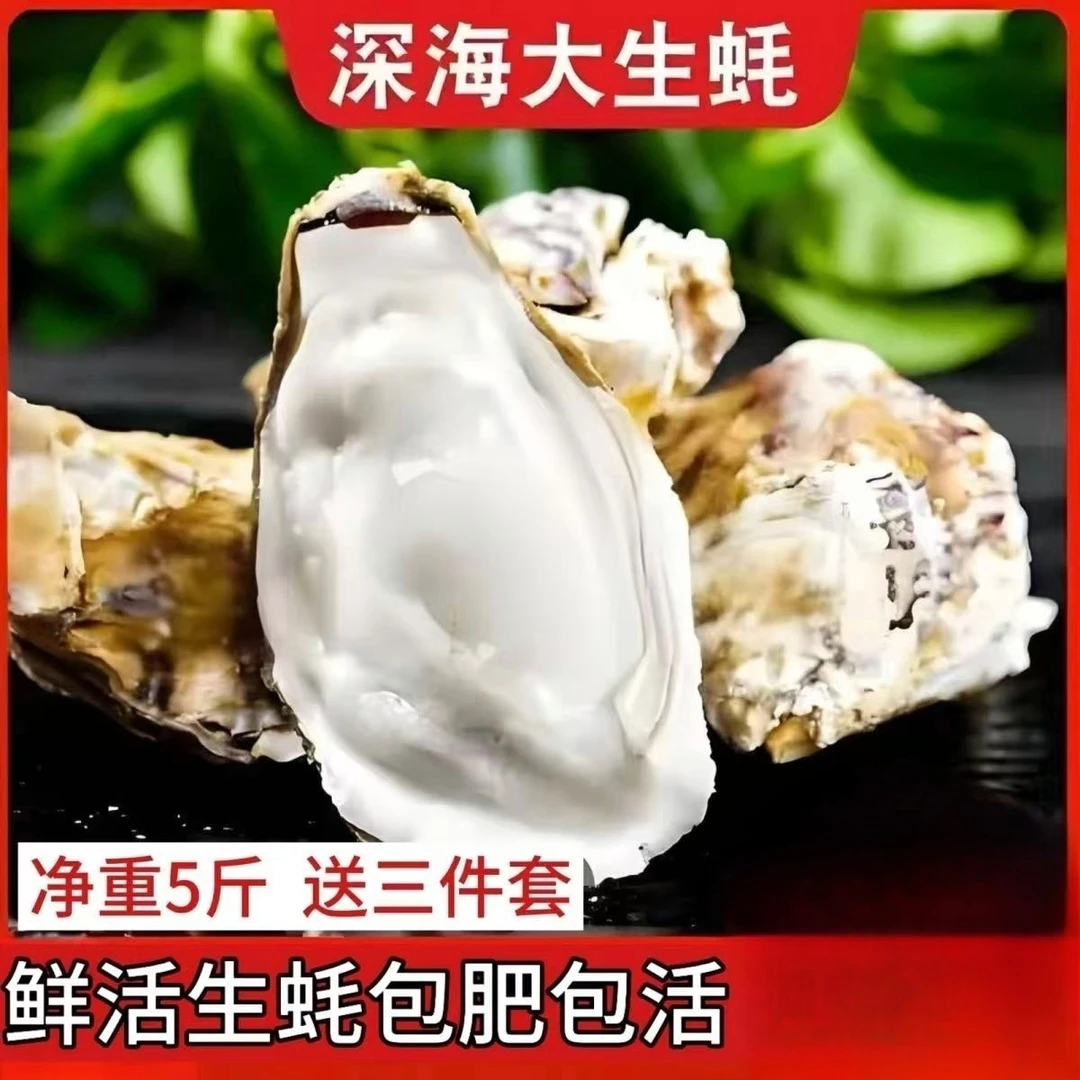 A5斤三倍体山东野生冷水生蚝发顺丰或EMS空运包肥包活