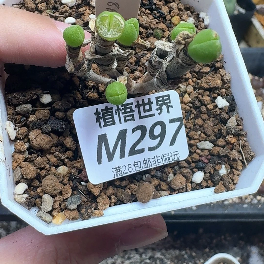 多肉植物的润泽dwf
