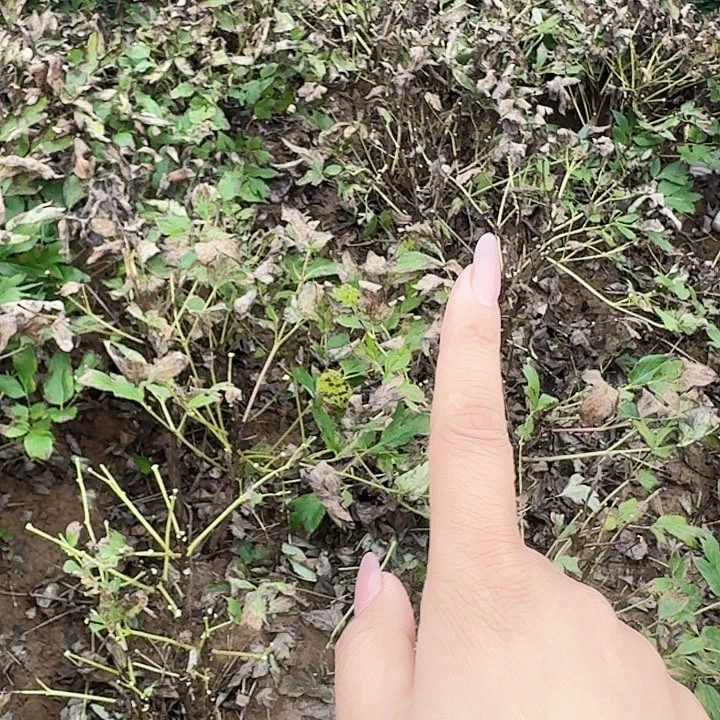 无花朵花二乔111111111111111