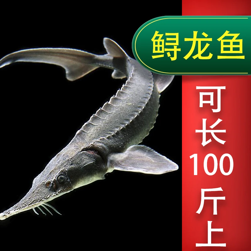 鲟龙鱼四川发货淡水养殖食用观赏均可底层鱼